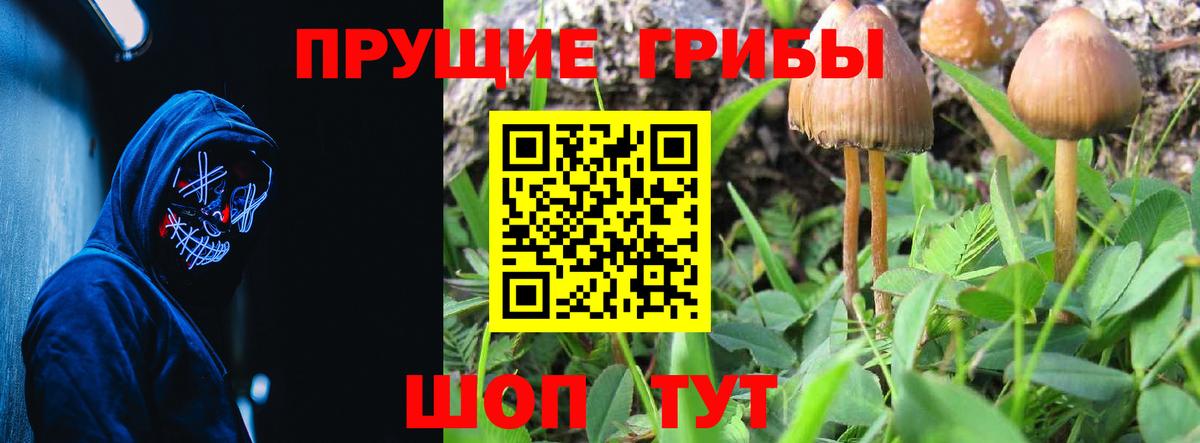 Галлюциногенные грибы Cubensis Саранск